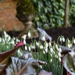 A photo of Snowdrops