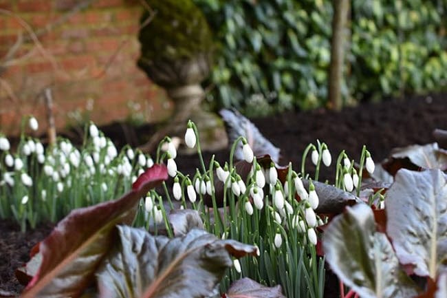 A photo of Snowdrops