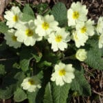 photo of primroses