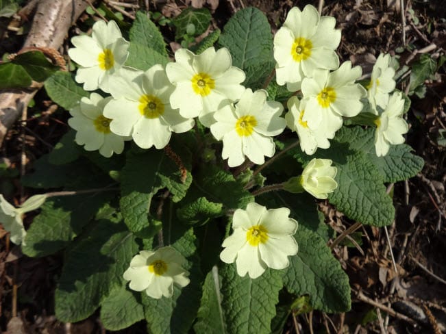 photo of primroses