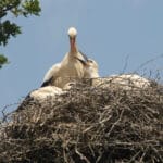Stork feeding