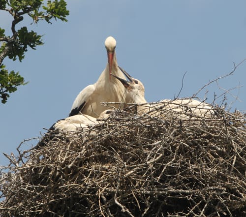 Stork feeding