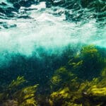 underwater view including seaweed