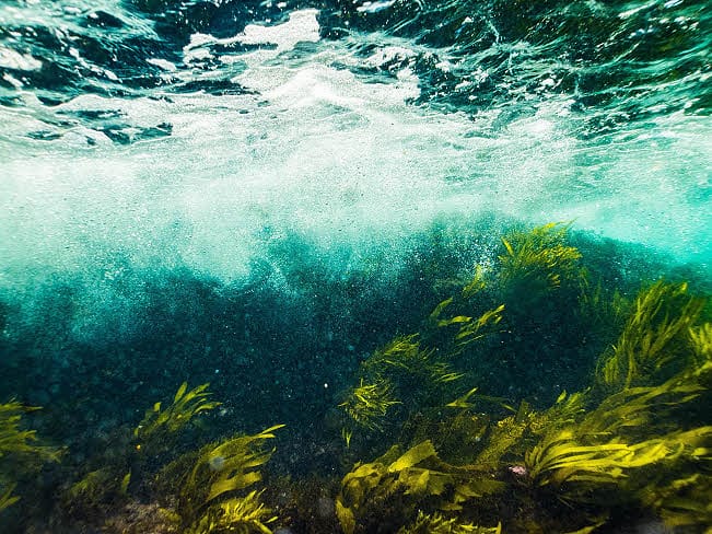 underwater view including seaweed