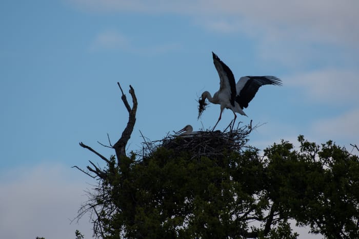Stork feeding silhouette