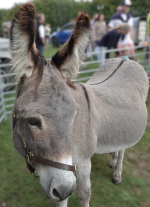 Al, a beautiful donkey, from East Clayton Farm