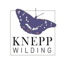 A butterfly: Logo for Knepp Wilding