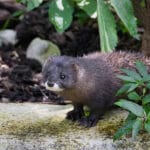 Photo of a mink