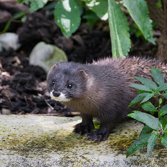 Photo of a mink